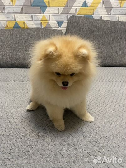 Вязка Померанский шпиц мальчик 2900 вес, вязка