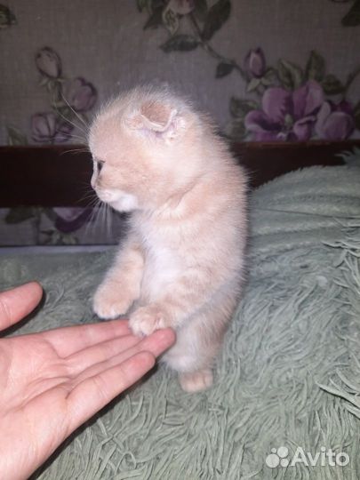 Котята от британской кошки