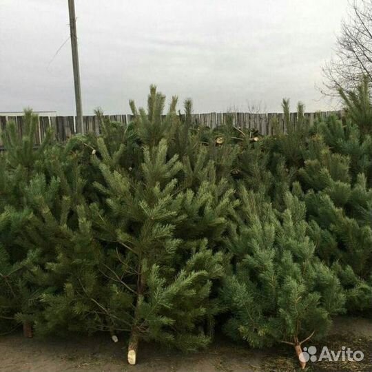 Сосна оптом