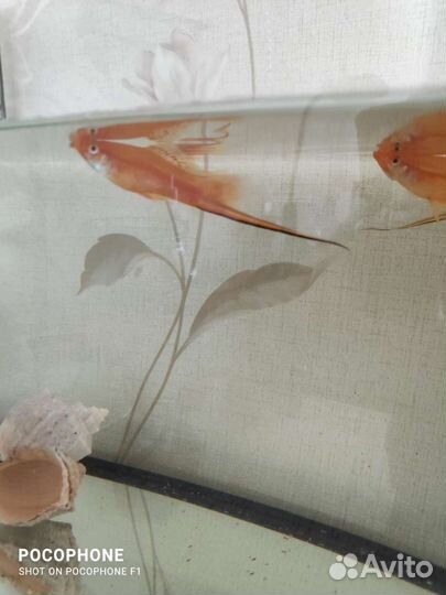 Аквариумные рыбки