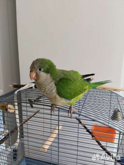 Попугай монах квакер калита