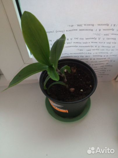 Продам цветы комнатные