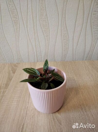 Комнатные растения цветы