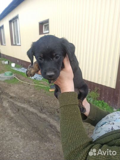 Щенок в добрые руки бесплатно