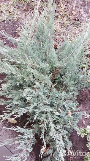 Можжевельник