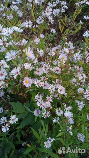 Сентябринки, ноготки