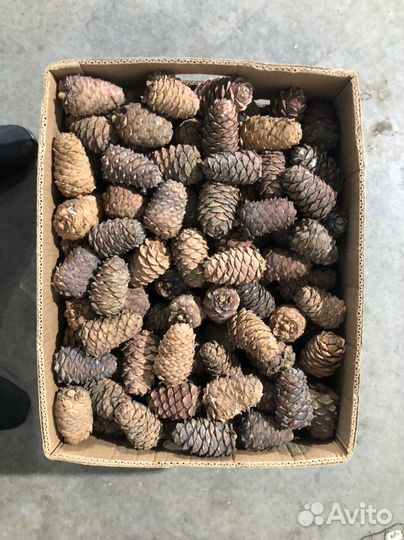 Кедровая шишка для животных