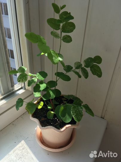 Брейния снежная