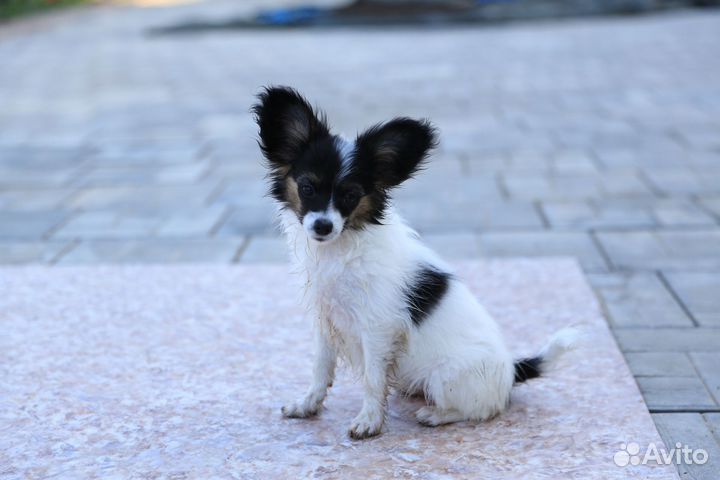 Щенки папийона