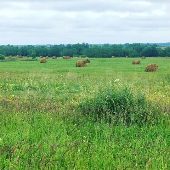 Участок 1,23 га (СНТ, ДНП)