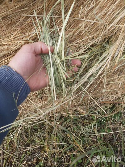 Сено в рулонах