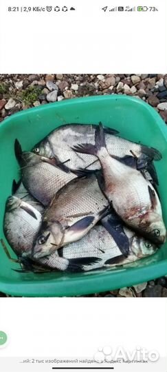 Лещ свежий и копчёный