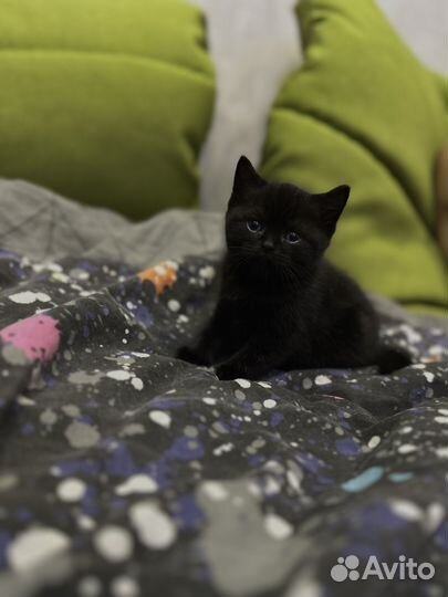 Британские котята