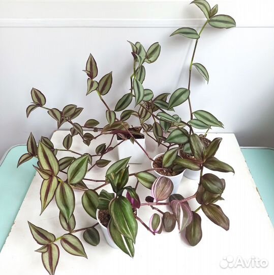 Домашние растения цветы комнатные разные