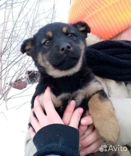 Щенки девочки