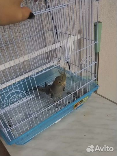 Попугай корелла с клеткой