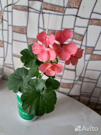 Пеларгония герань