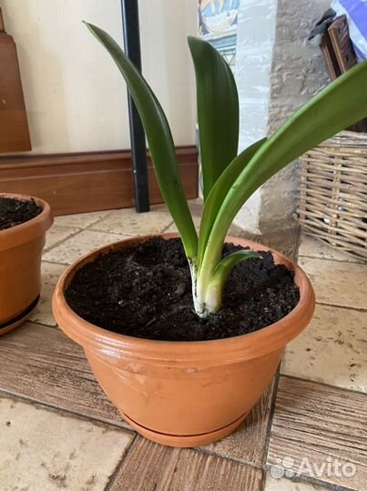 Комнатные растения Кливия, Алоэ, Толстянка