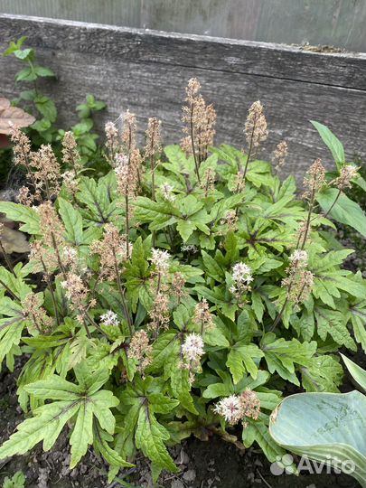 Гейхеры, пузыреплодники, спирея