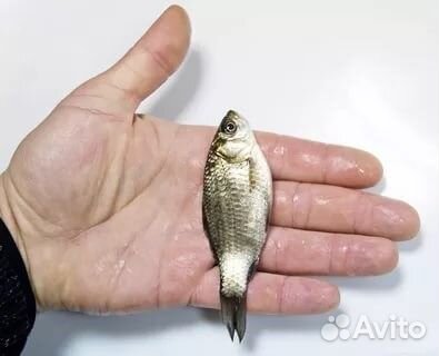 Живец - карась