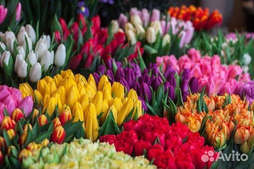 Тюльпаны оптом / Тюльпаны к 8 марта