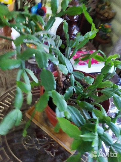 Декабрист белый