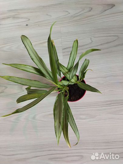 Аглаонема White lance