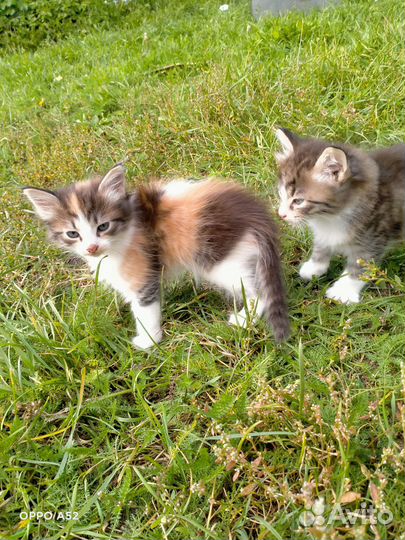 Отдам котят