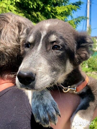 Щенок мальчик Барон 4,5 мес ищет дом