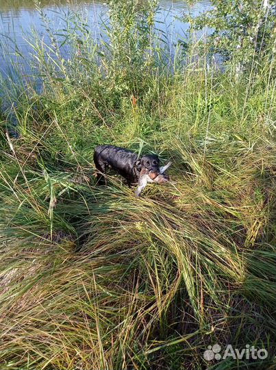 Щенки лабрадора шоколадные