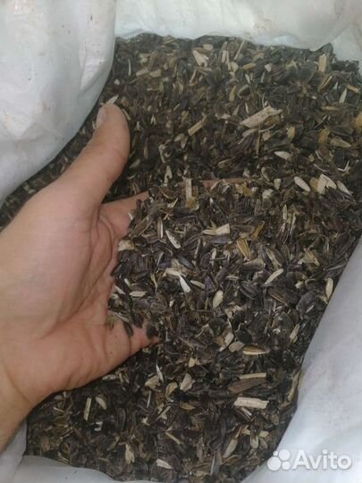 Зерно пшеница ячмень кукуруза