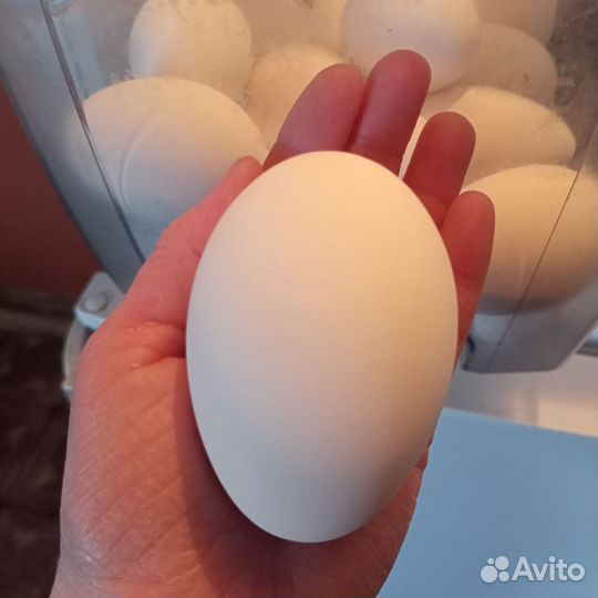 Яйцо домашнее гусиные,утиные