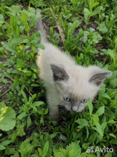 Сиамские котята