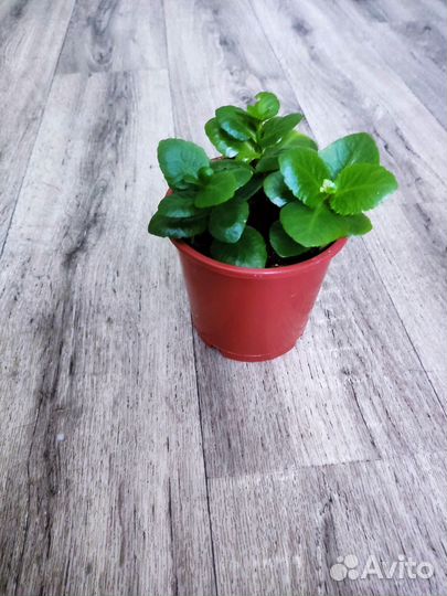 Комнатные: Драцена Сандера, Каланхоэ