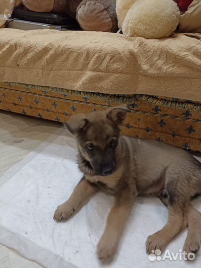 Щенок в добрые руки бесплатно