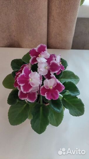 Набор черенков фиалочек и цветущие