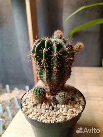 Cactus спб