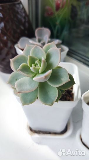 Суккуленты листочки с детками