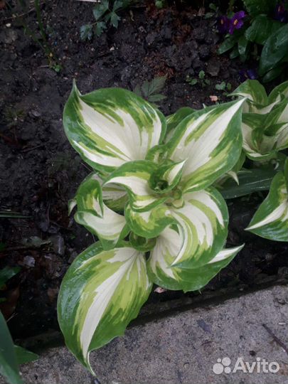 Хоста голубая и разные