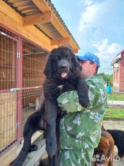 Тибетский мастиф
