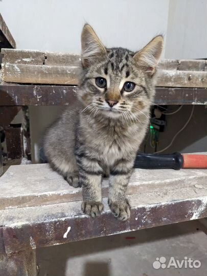 Котенок. Ищет дом