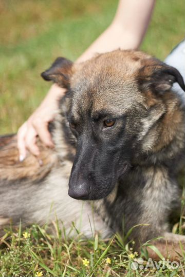 Эльбрус Может стать инвалидом