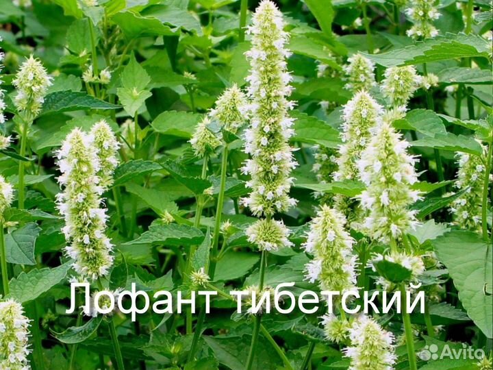 Травы лофант, шалфей, мелисса семена