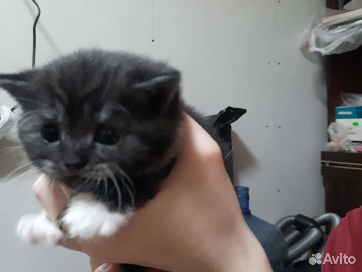 Британская