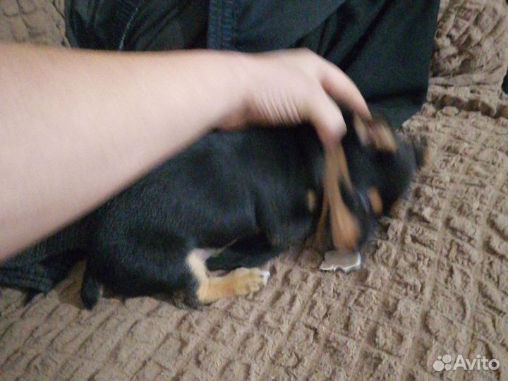 Поместь таксы с торьером