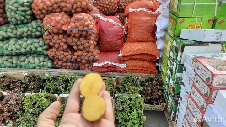 Семенной картофель сорт гала