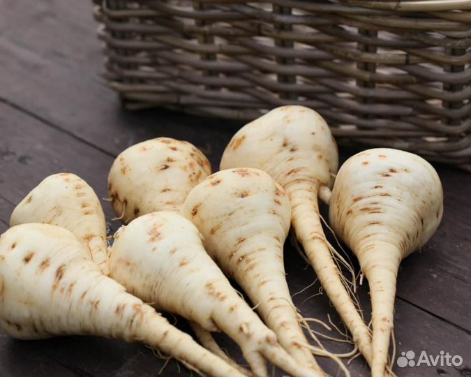 Семена Пастернака 