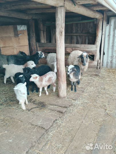 Овцы бараны ягнята