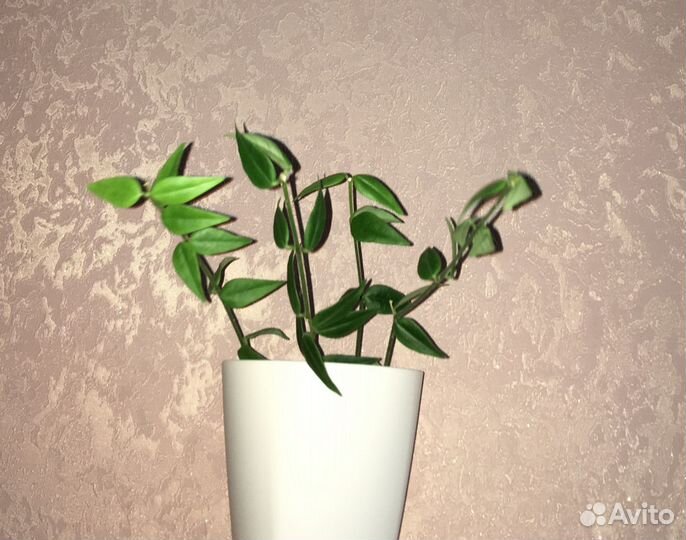 Хойя Белла в горшке