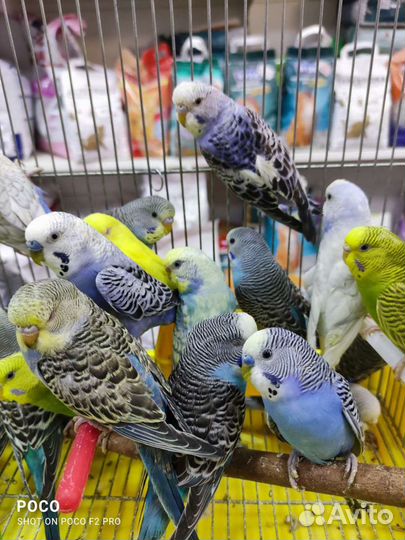 Продам попугаев